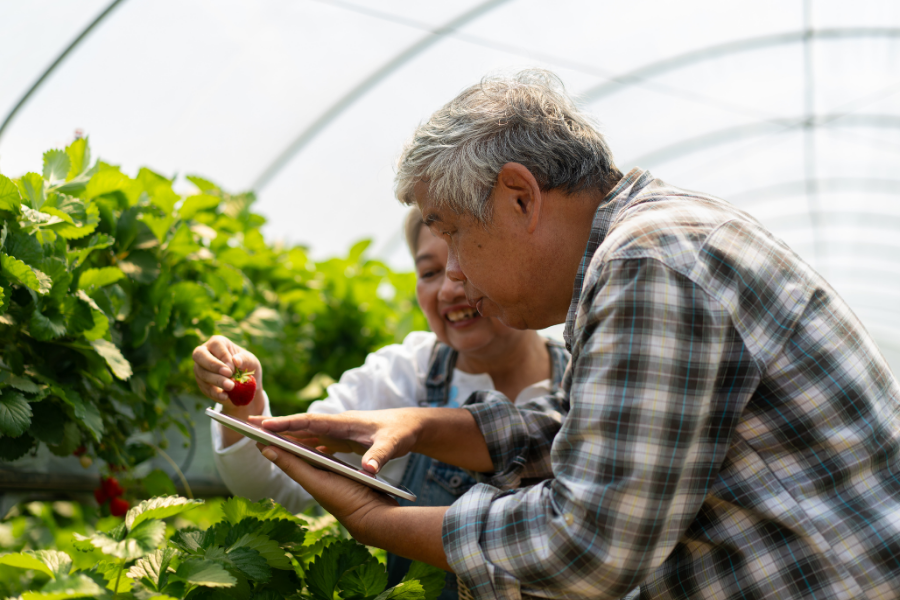 A man and woman analysing a strawberry harvest on their digital tablet.