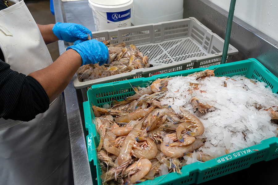 A woman washing a large amount of raw prawns